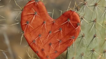 Prickly cactus shaped as red heart